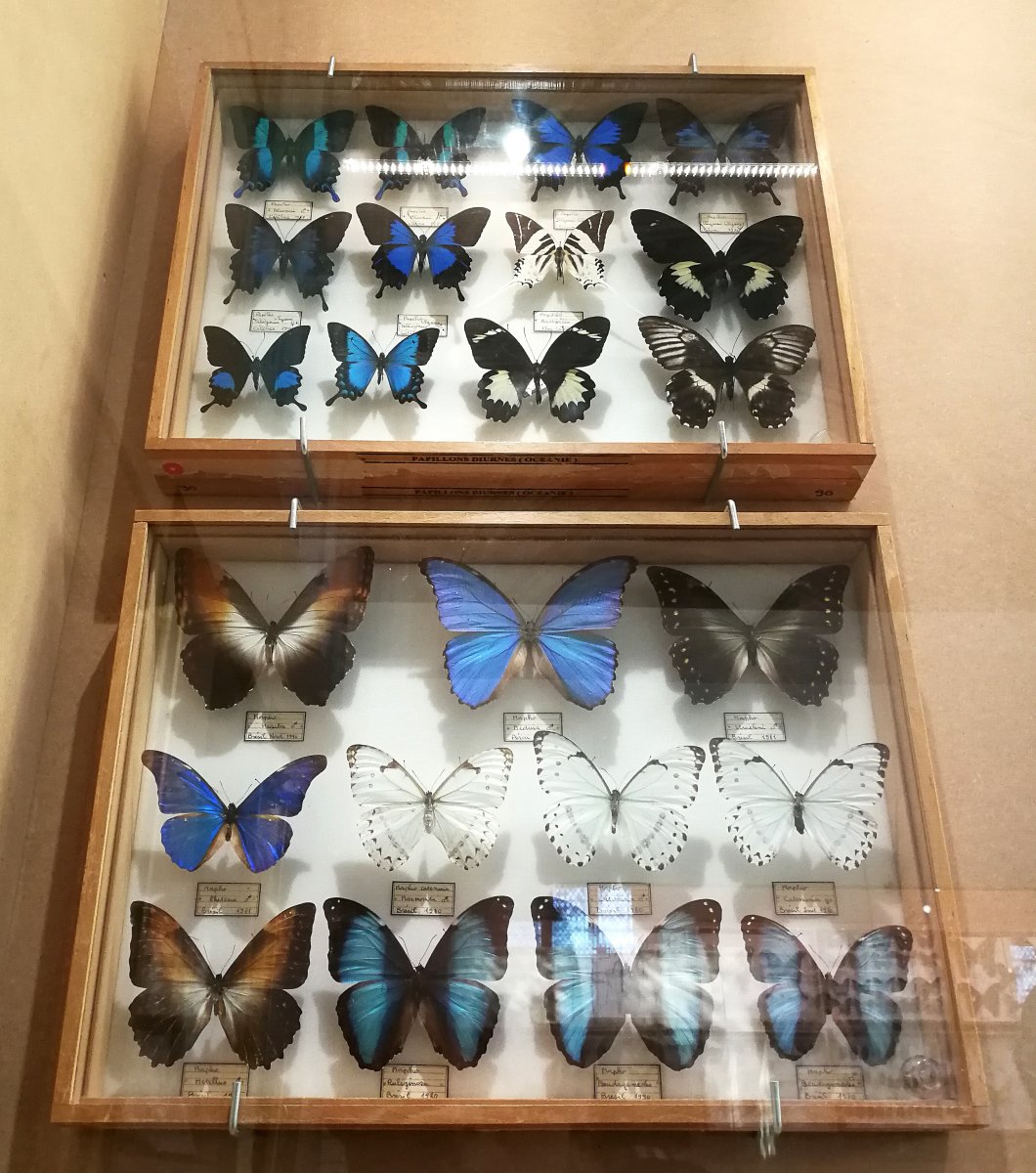 Vitrine entomologique Papillons
